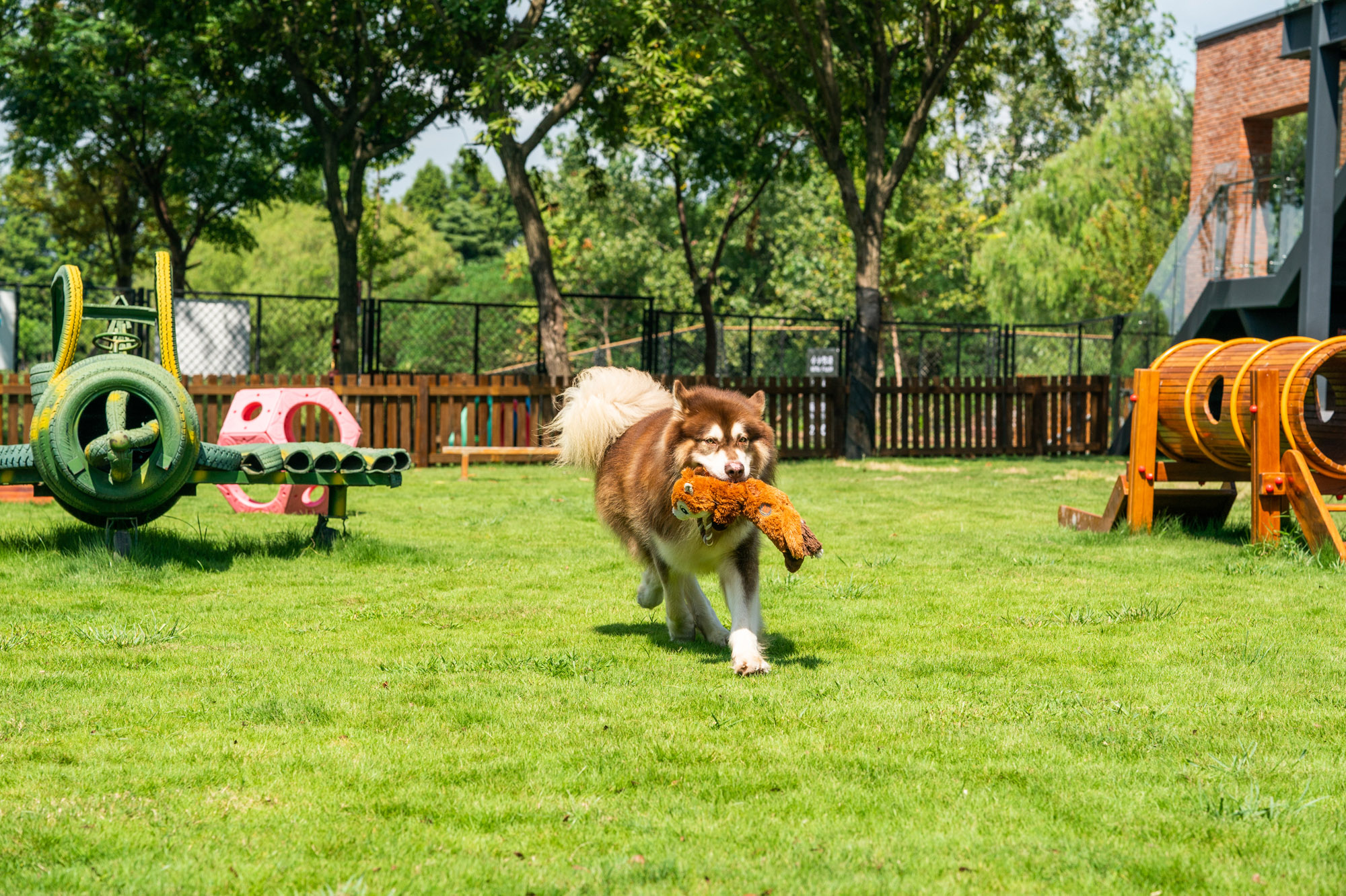 在公园玩耍的宠物狗摄影图高清摄影大图-千库网